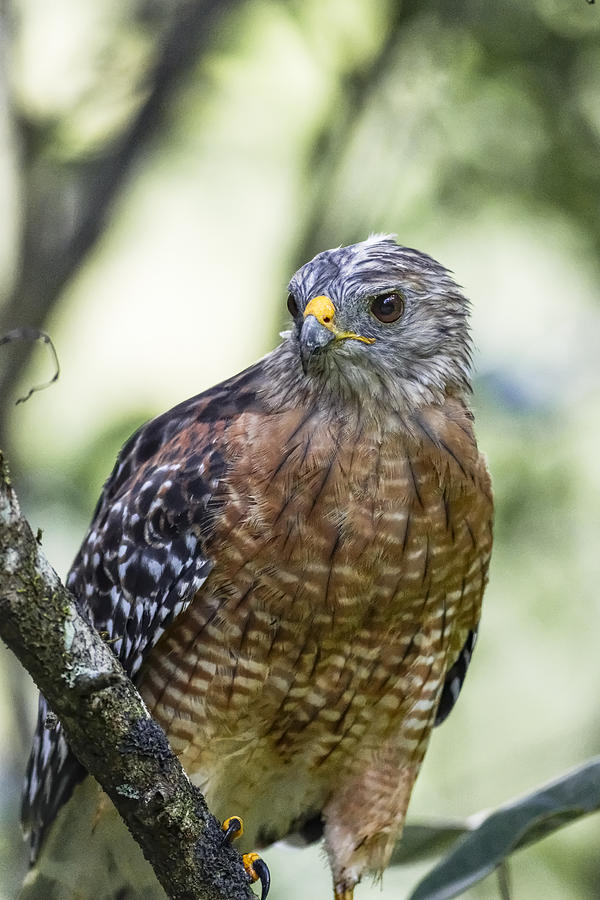 Red-Shouldered Hawk Photograph by Peter Lakomy - Fine Art America