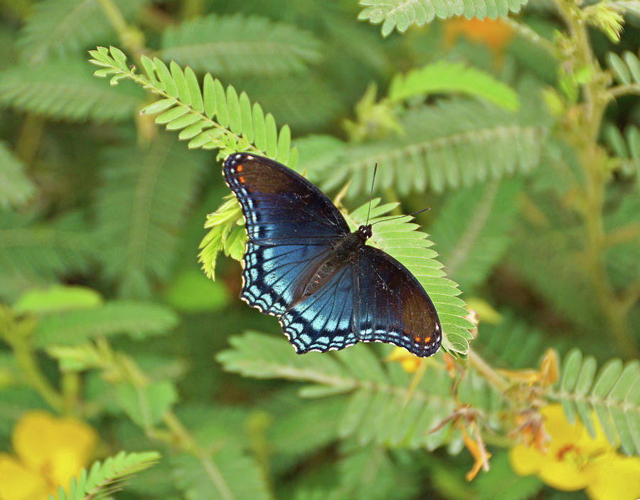 Red Spotted Purple Butterfly #2 Photograph by Sandy Keeton