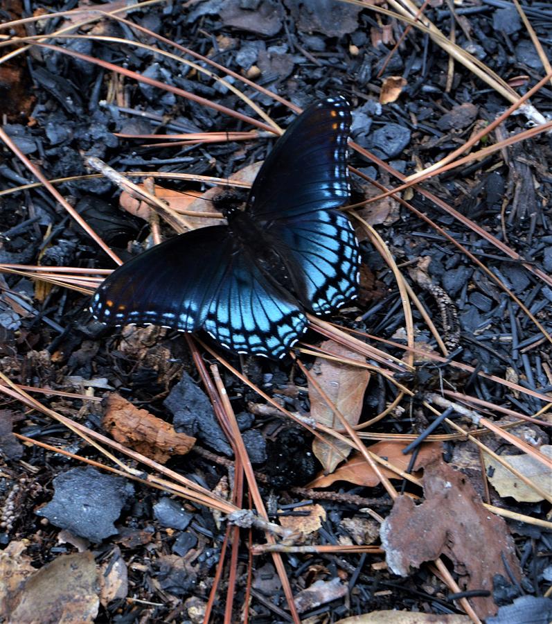 Red Spotted Purple Butterfly #1 Photograph by Warren Thompson