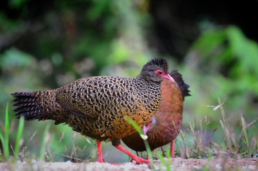 Red spurfowl Photograph by Balram Panikkaserry - Fine Art America