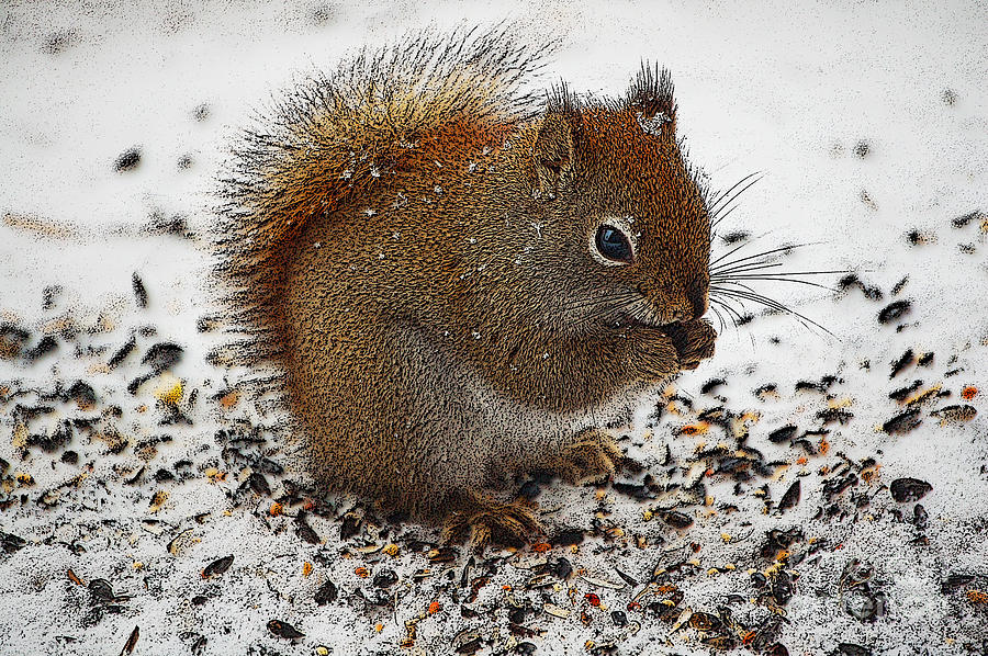 Red Squirrel  #1 Photograph by Diane E Berry