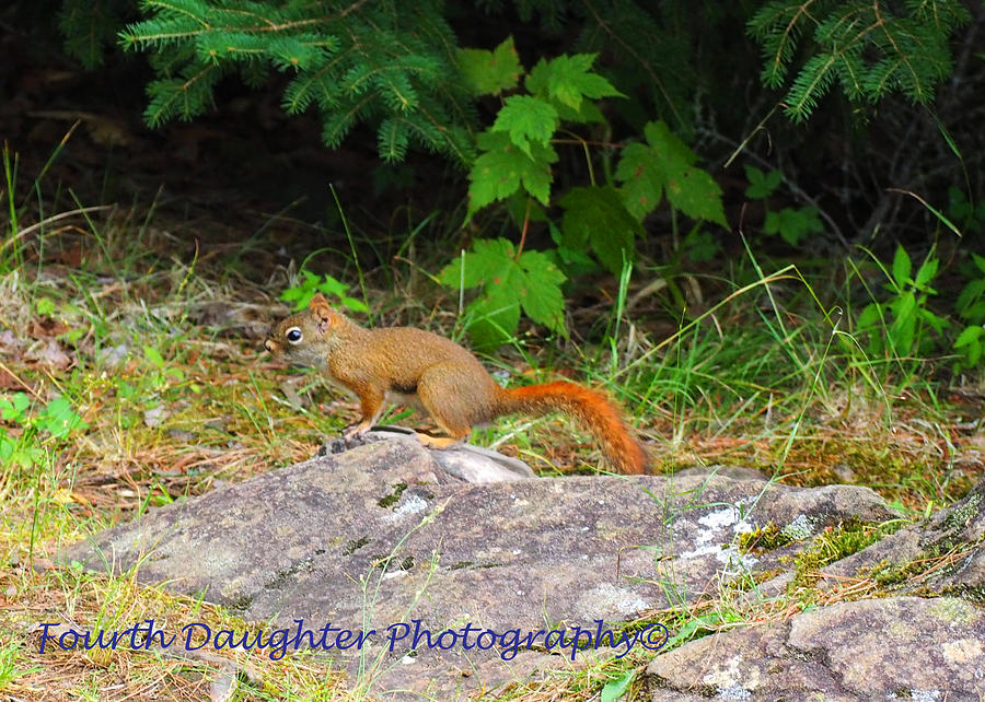 Wildlife Photograph - Red Squirrel #1 by Diane Shirley