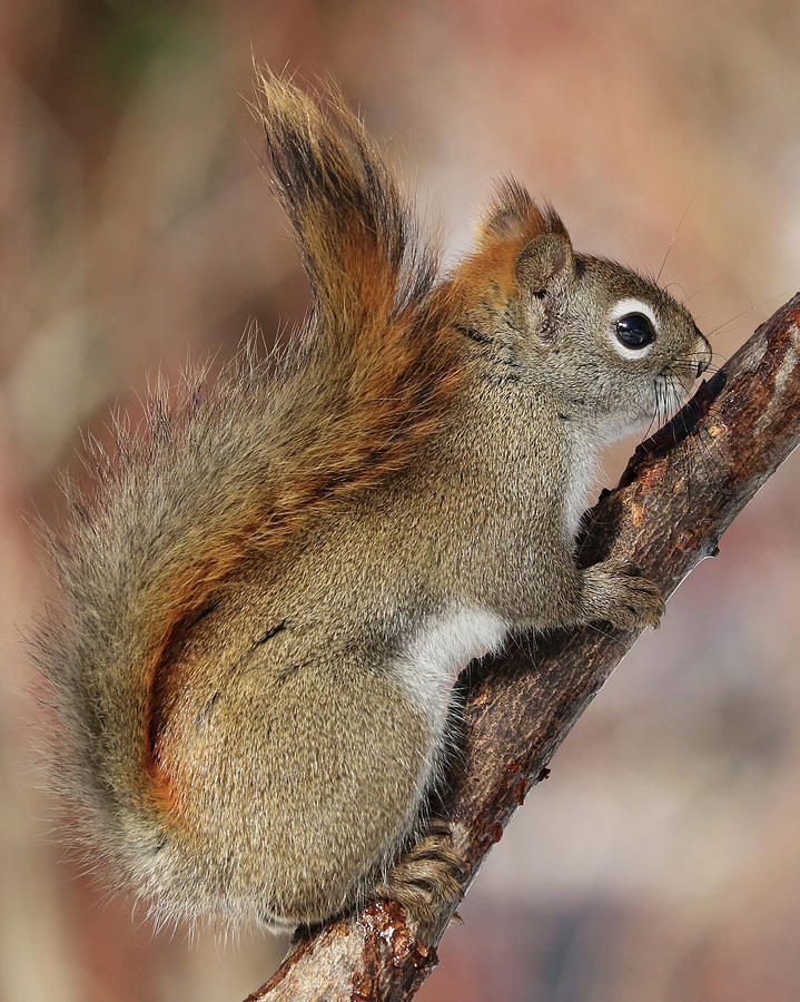 Red Squirrel #1 Photograph by Doris Potter