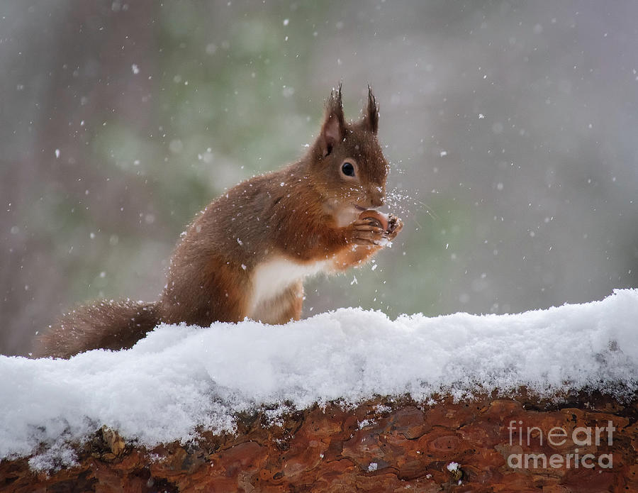 Red Squirrel #1 Photograph by Keith Thorburn LRPS EFIAP CPAGB