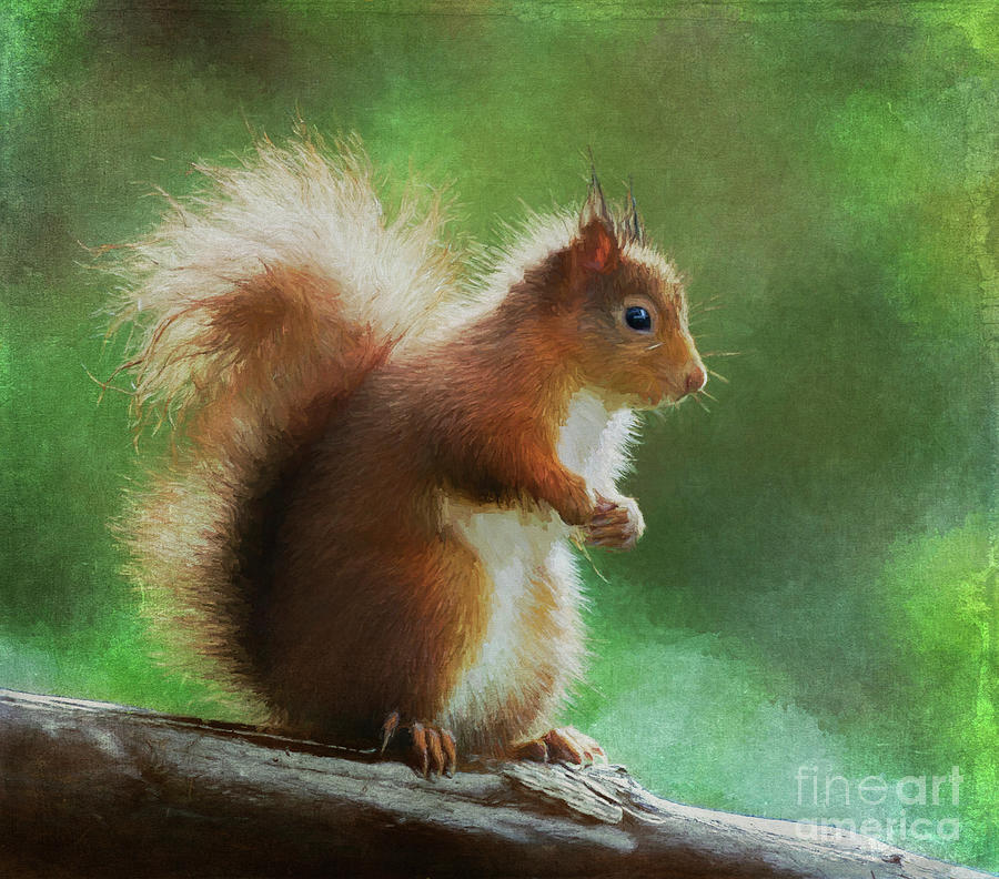 Red Squirrel Sciurus Vulgaris Digital Art by Liz Leyden