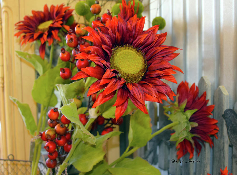 Red Sunflower Large Photograph