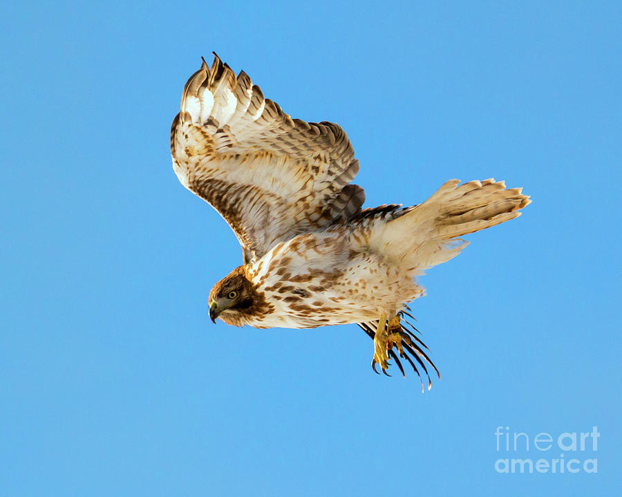Red-Tail Flight #1 Photograph by Michael Dawson