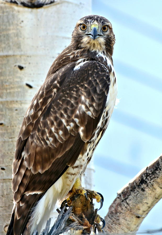 Red Tail Hawk #1 Photograph by Amy McDaniel