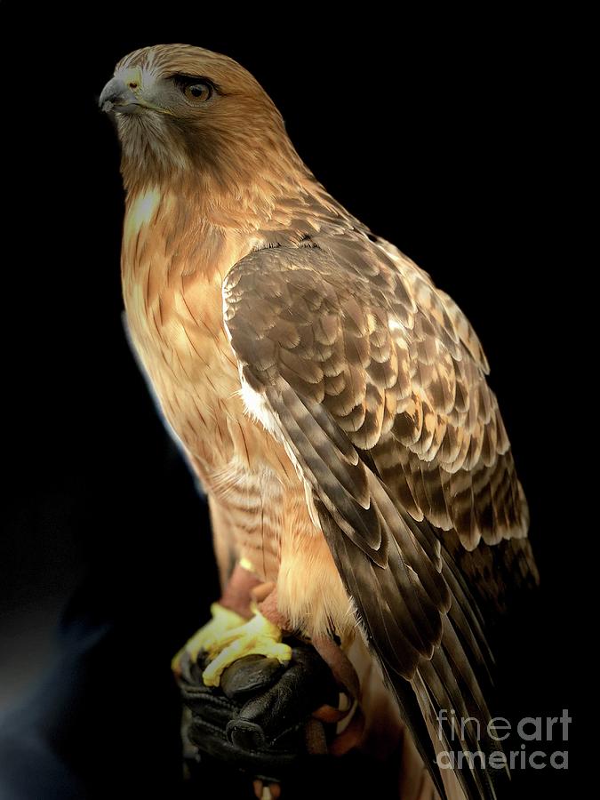 Red Tail Hawk  #1 Photograph by Susan Garren