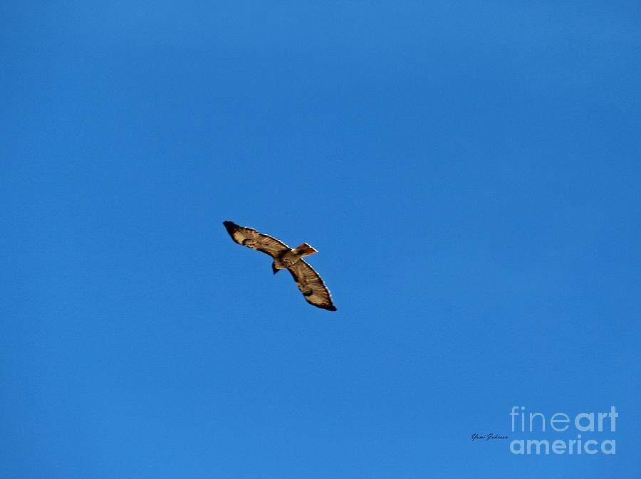 Nature Photograph - Red tail Hawk   #1 by Yumi Johnson