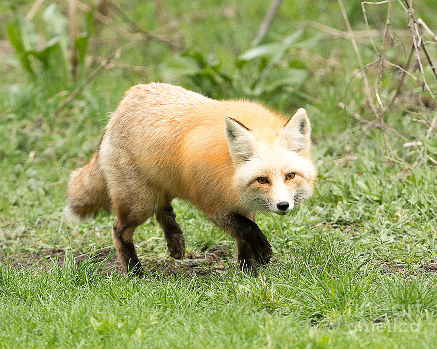 Red Tailed Fox Hunting #2 Photograph by Dennis Hammer