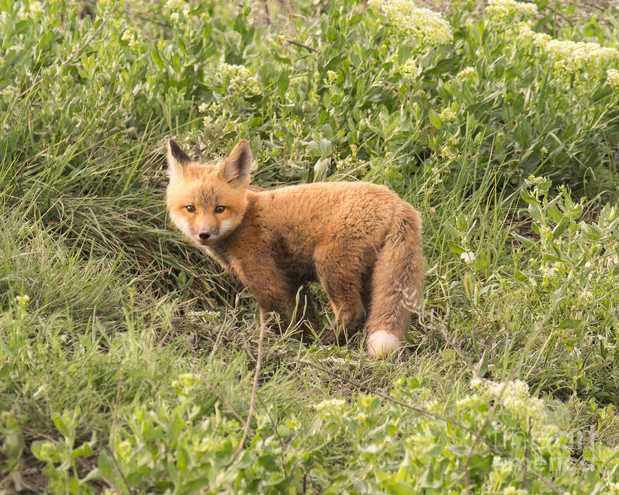 Red Tailed Fox Kit #3 Photograph by Dennis Hammer