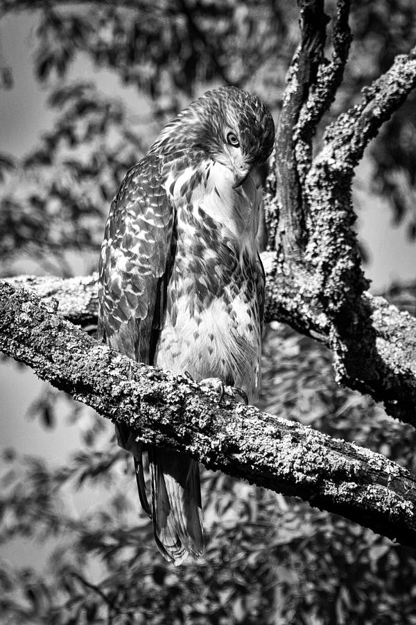 Red Tailed Hawk 2 #1 Photograph by Joye Ardyn Durham