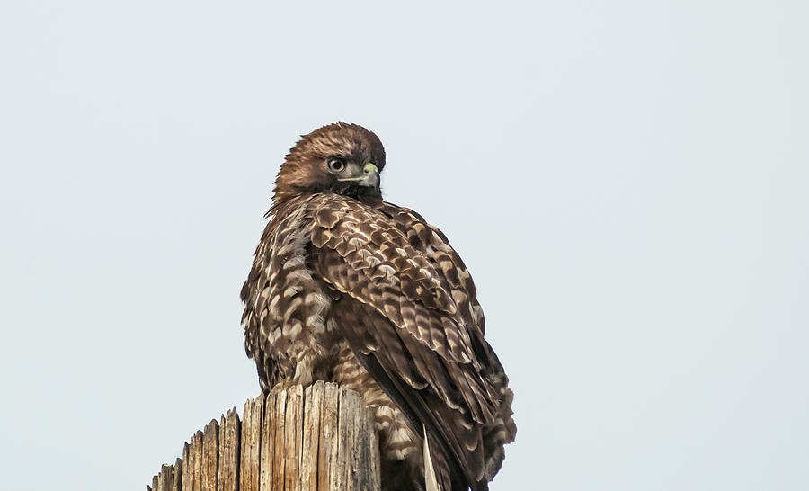 Red Tailed Hawk 7 #1 Photograph by Rick Mosher