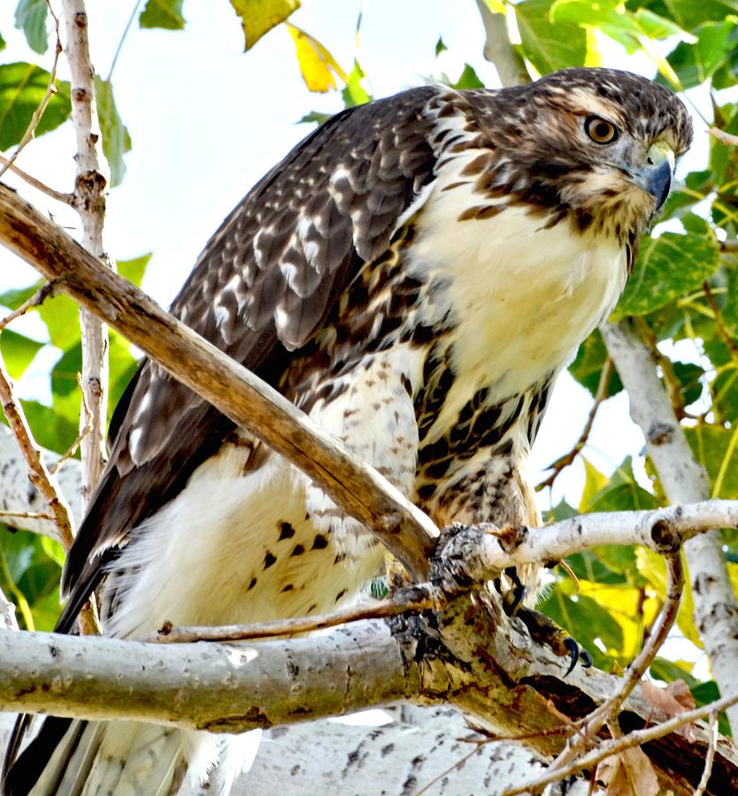 Red Tailed Hawk    #1 Photograph by Amy McDaniel