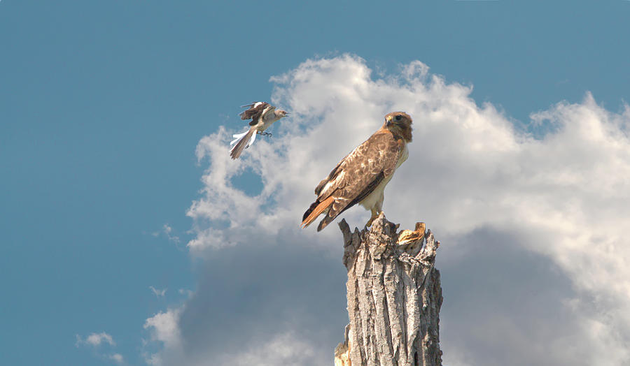 Red-tailed Hawk And Mockingbird Dispute Photograph