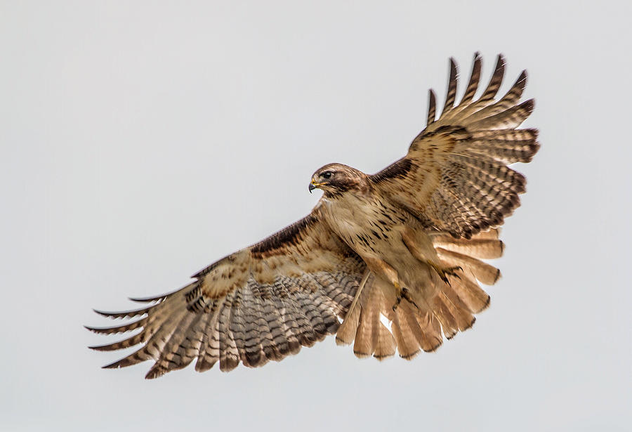 Red-Tailed Hawk Hover #2 Photograph by Dawn Key