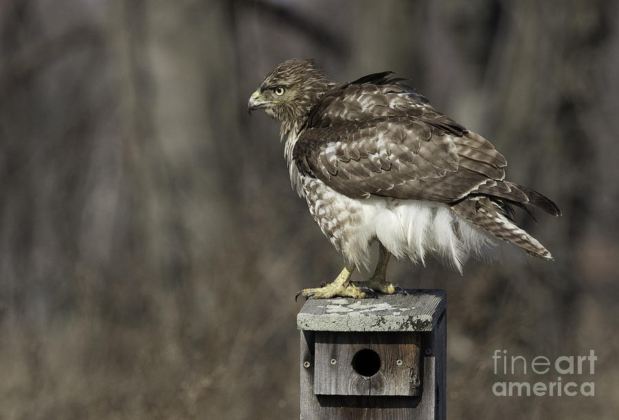 Red Tailed Hawk Series Photograph by Jeannette Hunt