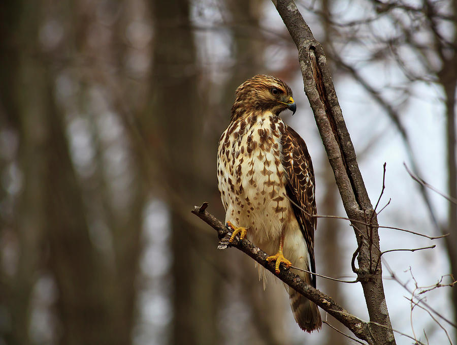 Red Tailed Hawk #1 Photograph by Jill Lang