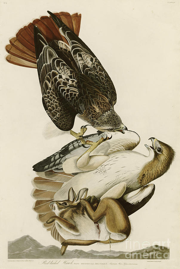 Red Tailed Hawk Painting by John James Audubon