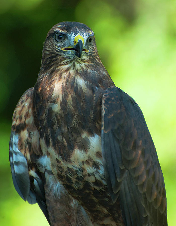 Red Tailed Hawk #2 Photograph by Pat Exum