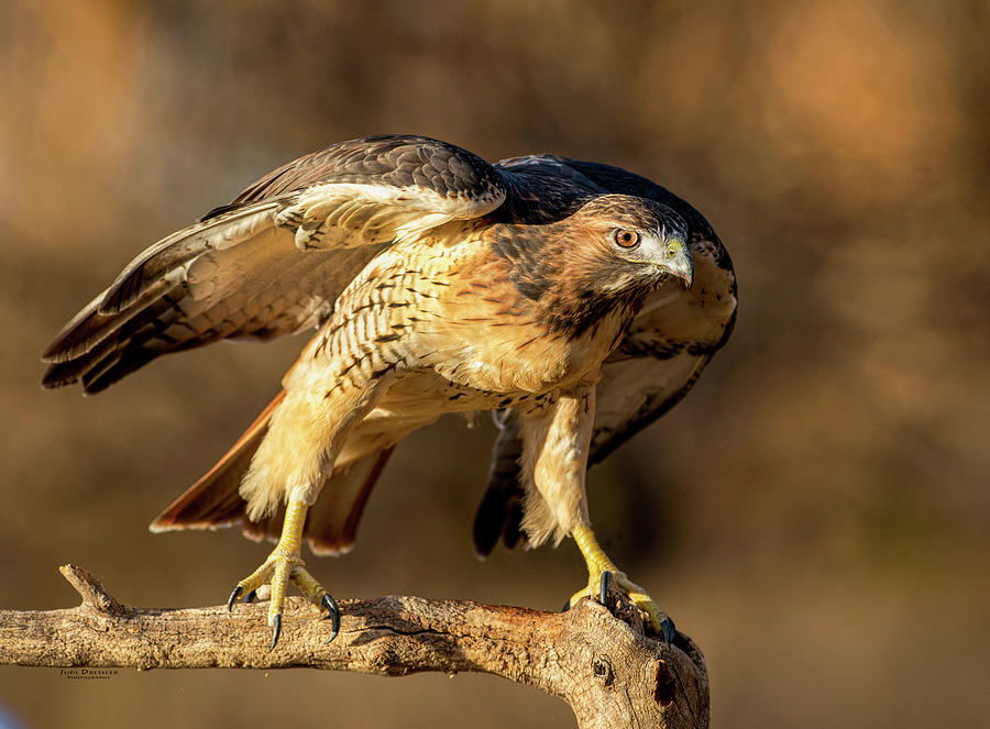 Red-tailed Hawk Portrait Photograph by Judi Dressler