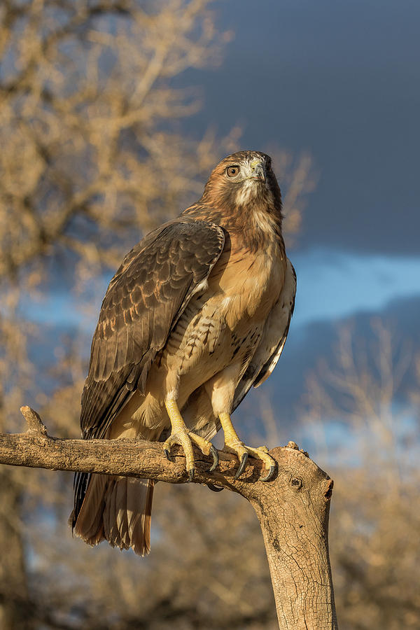 Red-tailed Hawk Portrait Photograph by Tony Hake