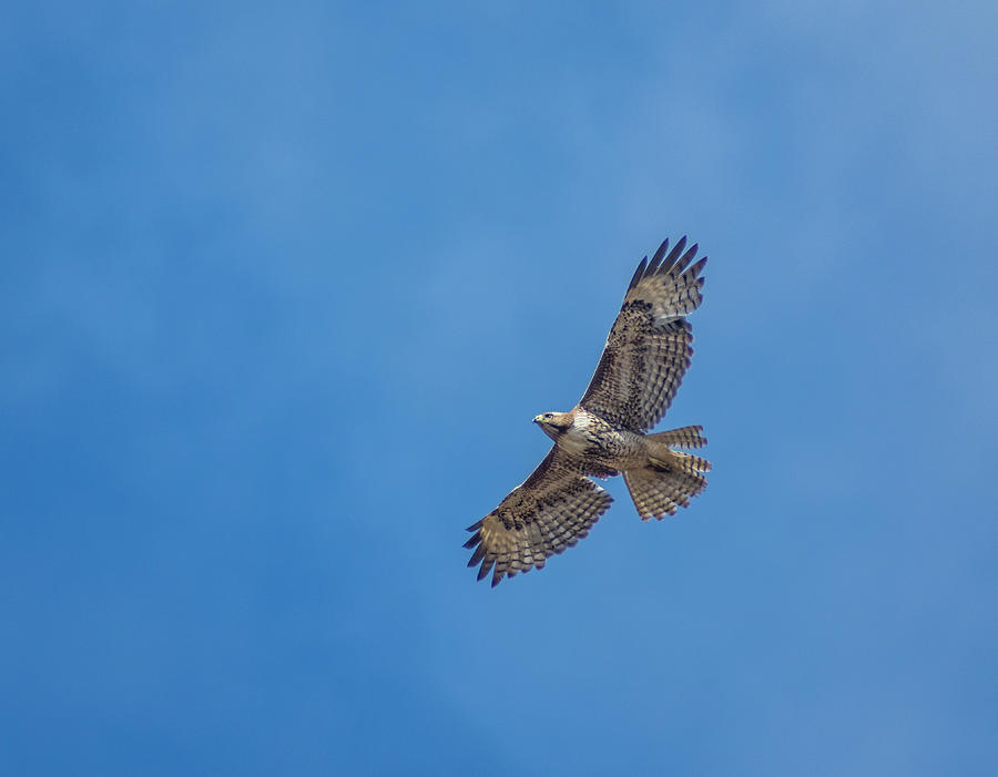 Red Tailed Hawk  #1 Photograph by Rick Mosher