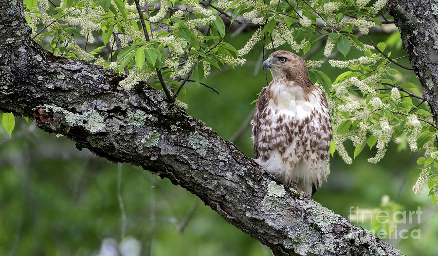 Red Tailed Hawk Photograph by Sam Rino