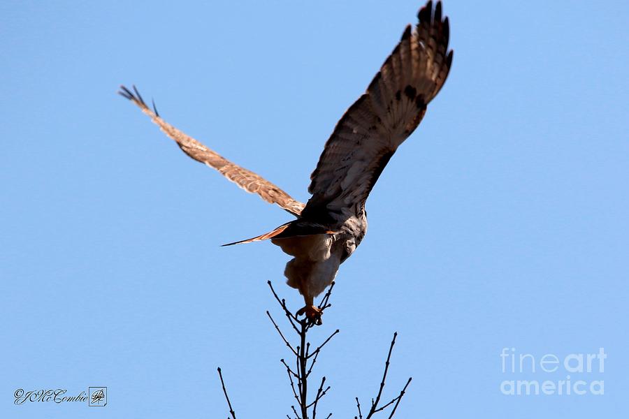 Red-Tailed Hawk Takes Flight #5 Photograph by J McCombie