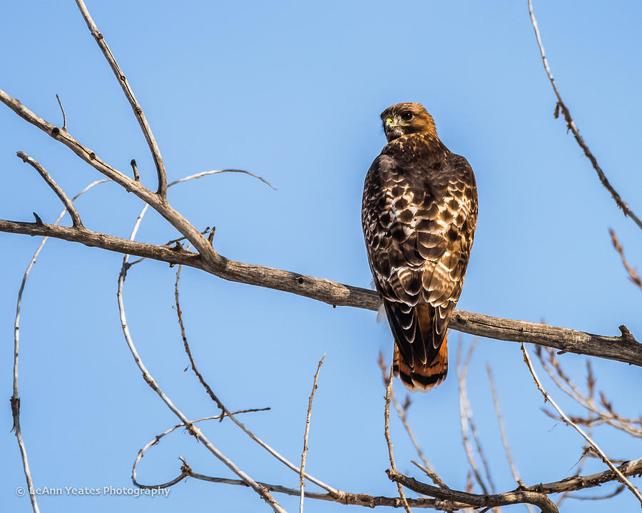 Red-Tailed Hawk Watch #1 Photograph by Yeates Photography