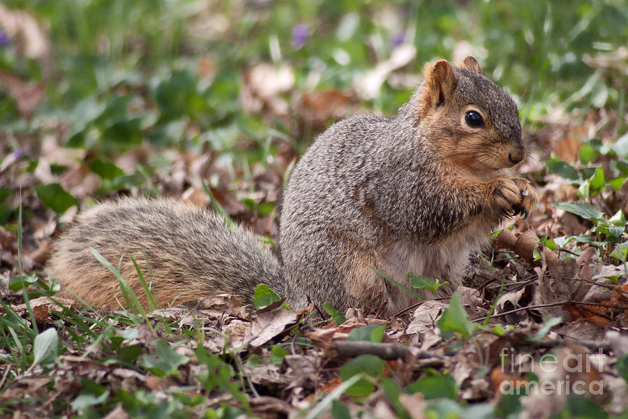 Red Tailed Squirrel Photograph