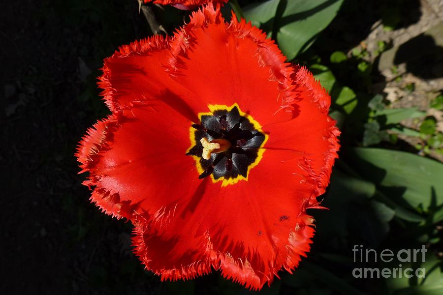 Flower Photograph - Red Tulip #1 by Jean Bernard Roussilhe