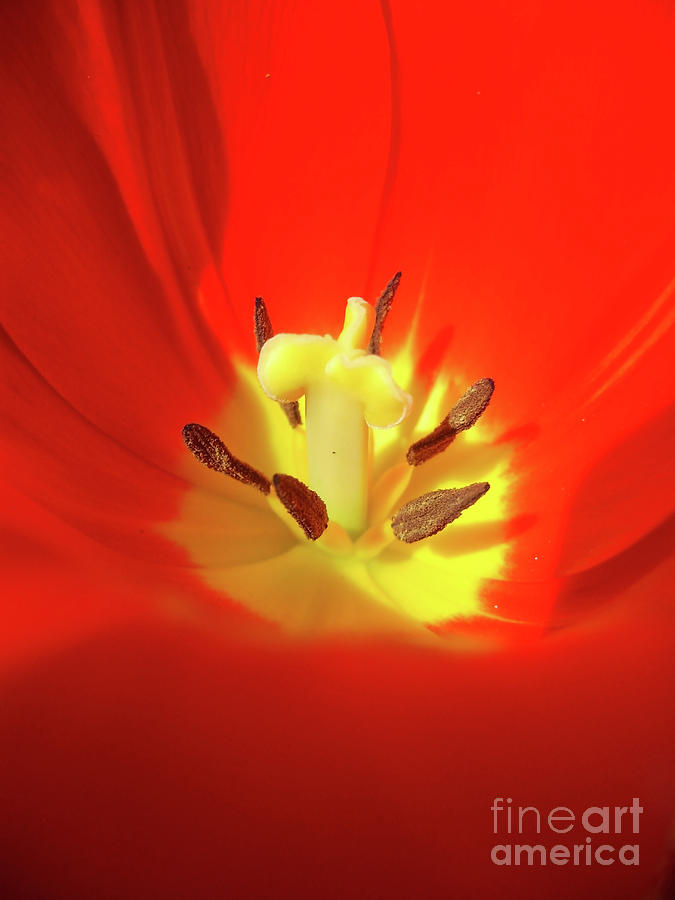 Red Tulip #1 Photograph by Nina Ficur Feenan