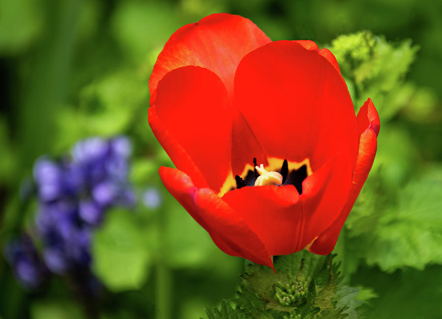 Red Tulip #1 Photograph by Steve Harrington