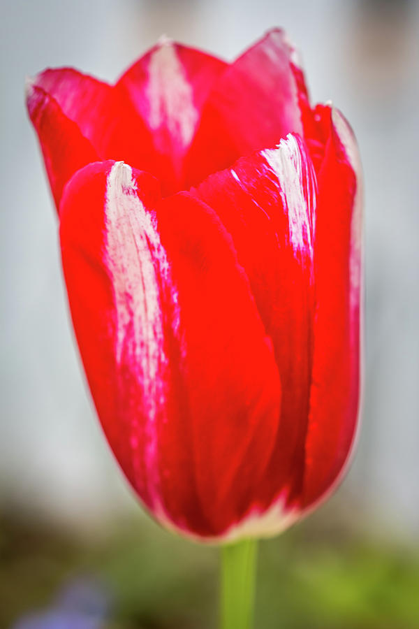Red Tulip #1 Photograph by Susie Weaver