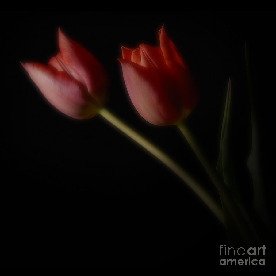 Red Tulips #1 Photograph by Art Whitton