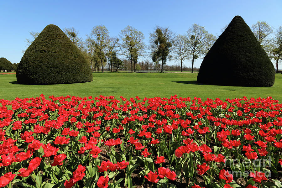 Red Tulips at Hampton Court #1 Photograph by Julia Gavin