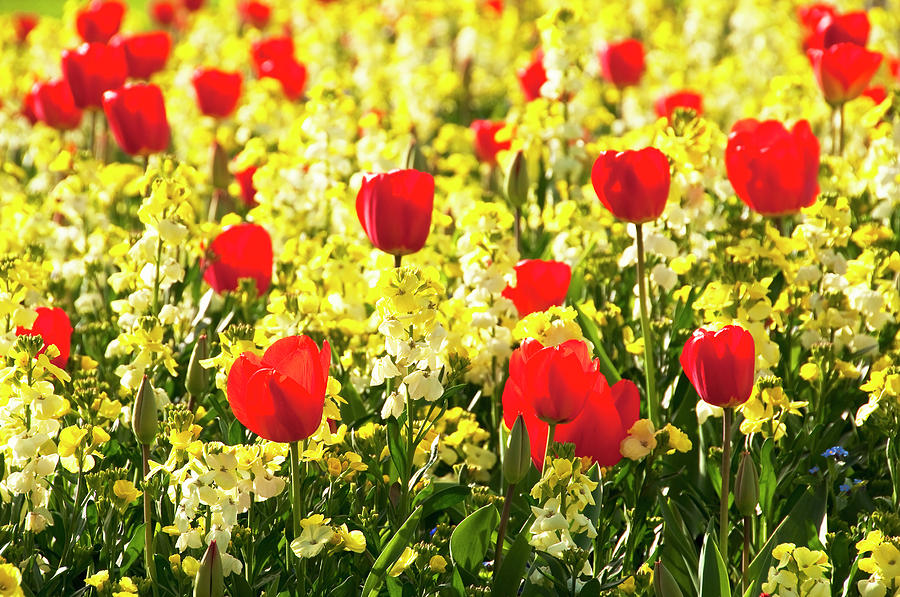 Red tulips #1 Photograph by Dutourdumonde Photography