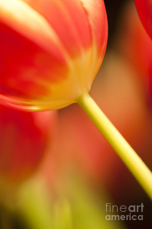 Red Tulips  Photograph by Heiko Koehrer-Wagner