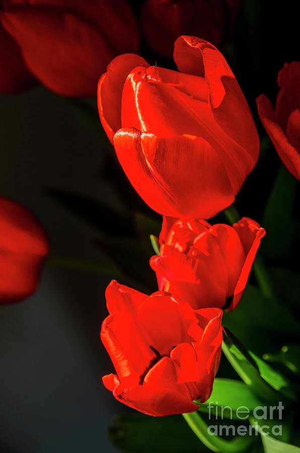 Tulip Photograph - Red tulips on black background #1 by Ilan Amihai