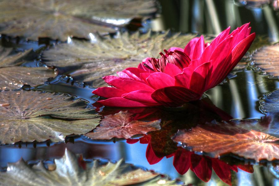 Red Water Lily  #1 Photograph by Carol Montoya