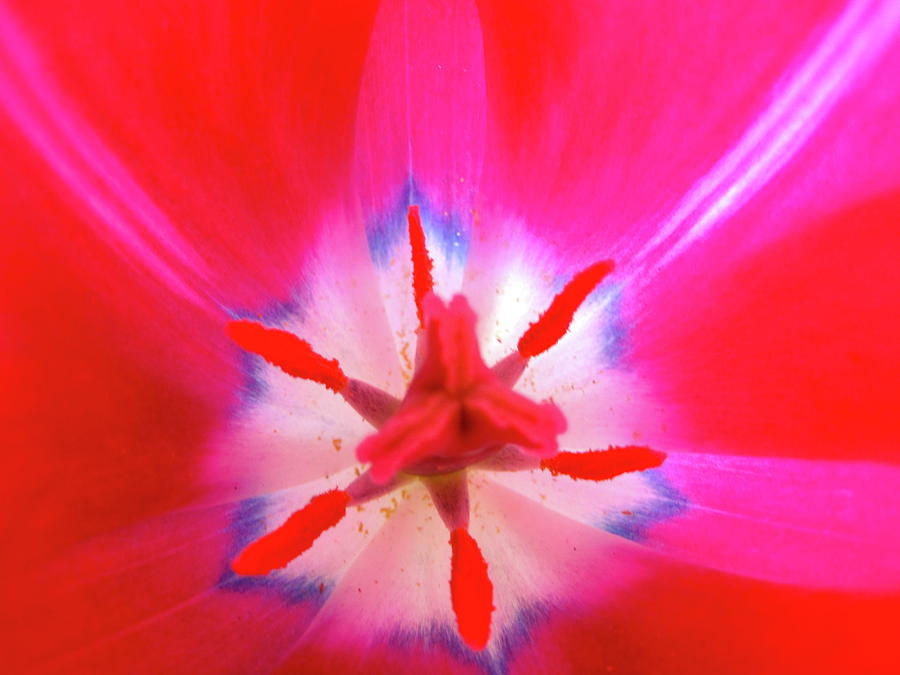 Red White and Blue Photograph by Bruce McEntyre - Fine Art America