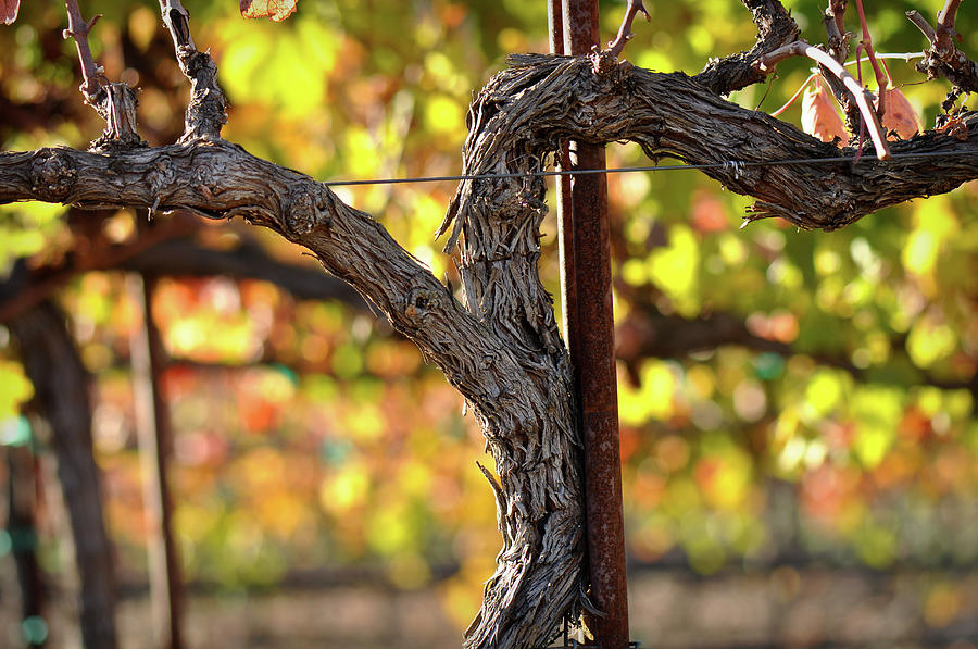 Red Wine Vine #1 Photograph by Brandon Bourdages