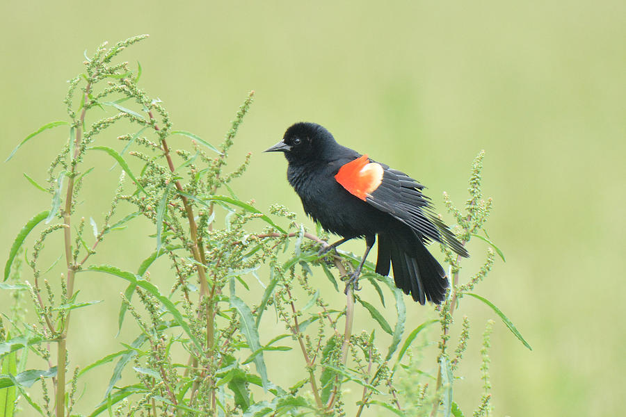 Red-winged Blackbird #1 Photograph by Alan Lenk