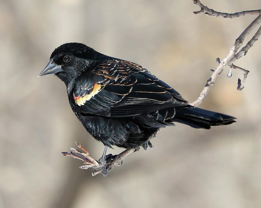Red-winged Blackbird #1 Photograph by Doris Potter