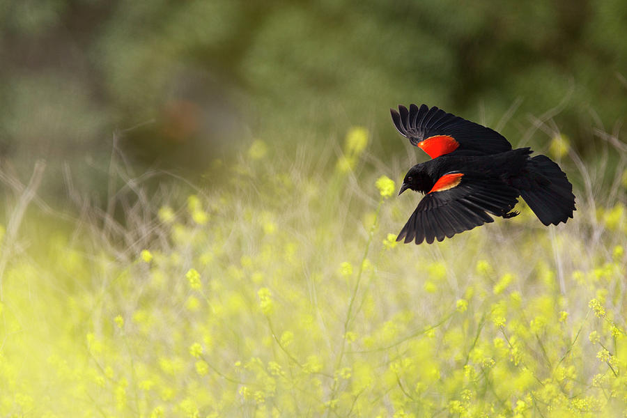 Red Winged Blackbird in Flight #1 Photograph by Susan Gary