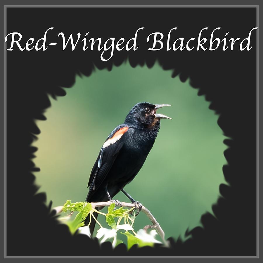 Red-Winged Blackbird Photograph by Holden The Moment