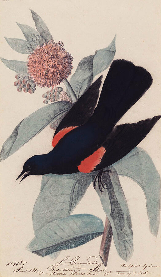 Red Winged Blackbird, by 1851 Drawing by John James Audubon Red Winged Blackbird, by 1851 Drawing by John James Audubon
