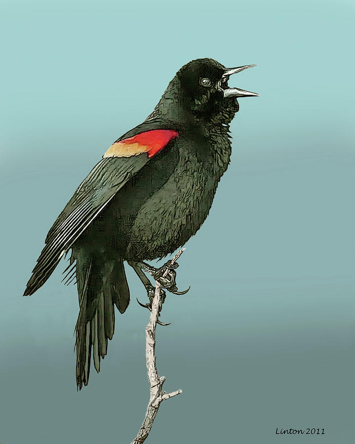 Red-winged Blackbird #1 Digital Art by Larry Linton